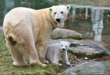 Polar Bear in Munich