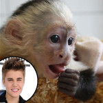 Justin Bieber's Monkey, Mally, "Now the Property of Germany," Munich Customs Spokesman Say...