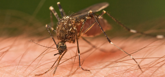 Pestilence in Bavaria. Photo: Wikipedia